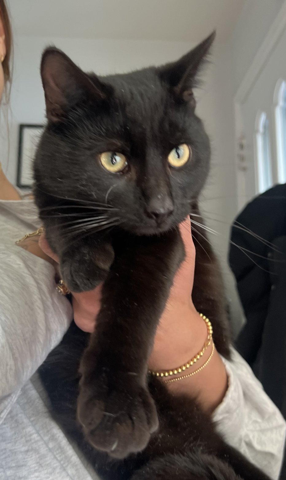 WALLY - Domestic Short Hair available for adoption