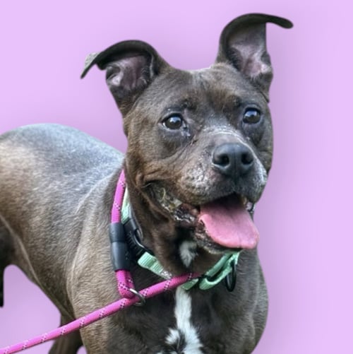 SUGAR - Pit Bull Terrier available for adoption