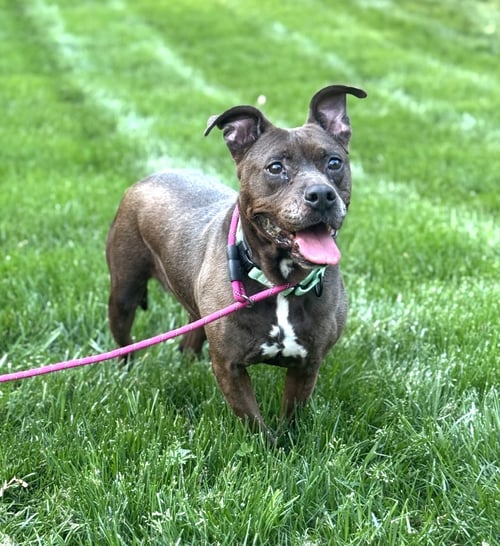 SUGAR - Pit Bull Terrier available for adoption