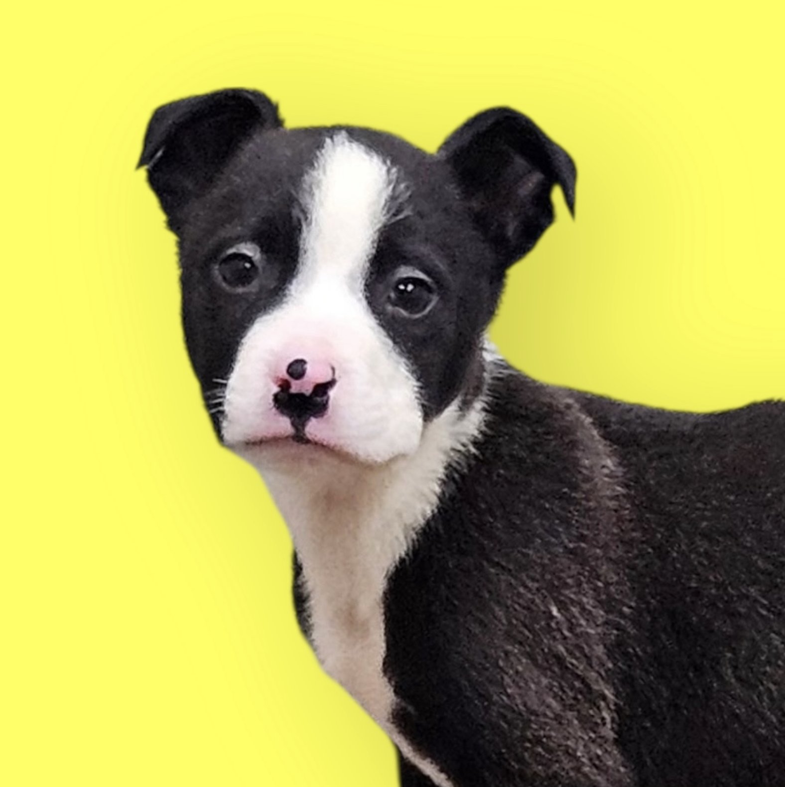 OSWALD - Labrador Retriever available for adoption