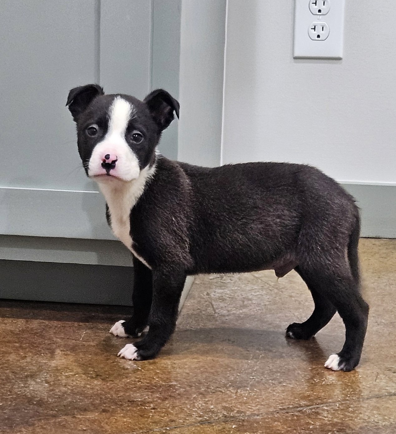 OSWALD - Labrador Retriever available for adoption