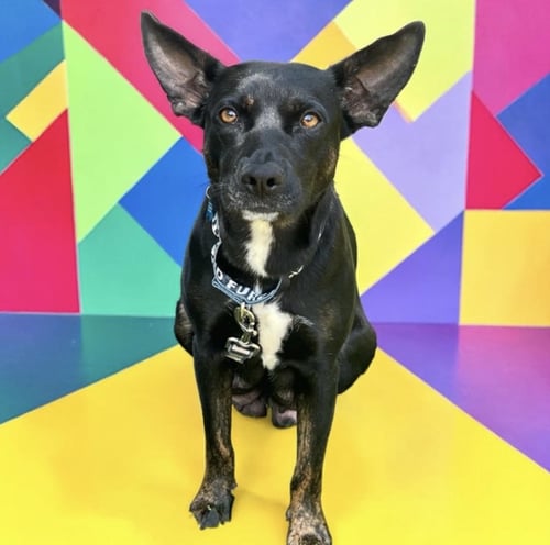 MOMMA IRIS - Shepherd available for adoption