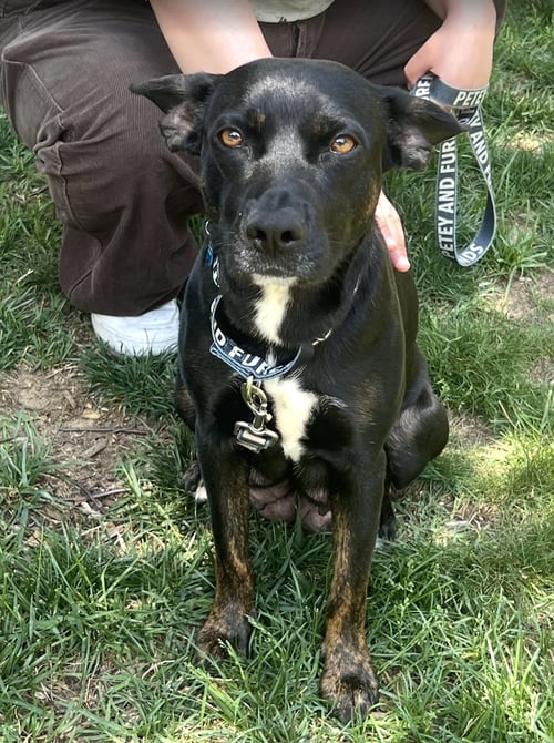 MOMMA IRIS - Shepherd available for adoption