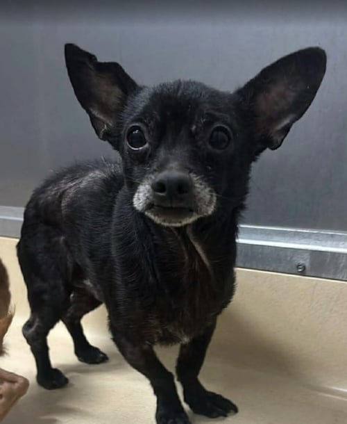 PACO - Chihuahua available for adoption