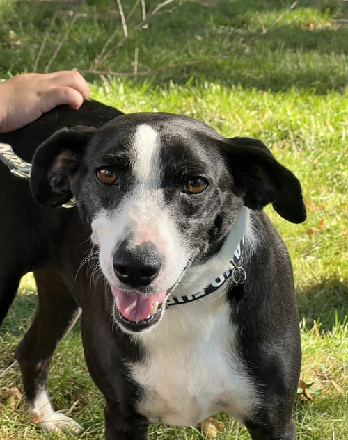 VALENTINA - Beagle / Pointer available for adoption