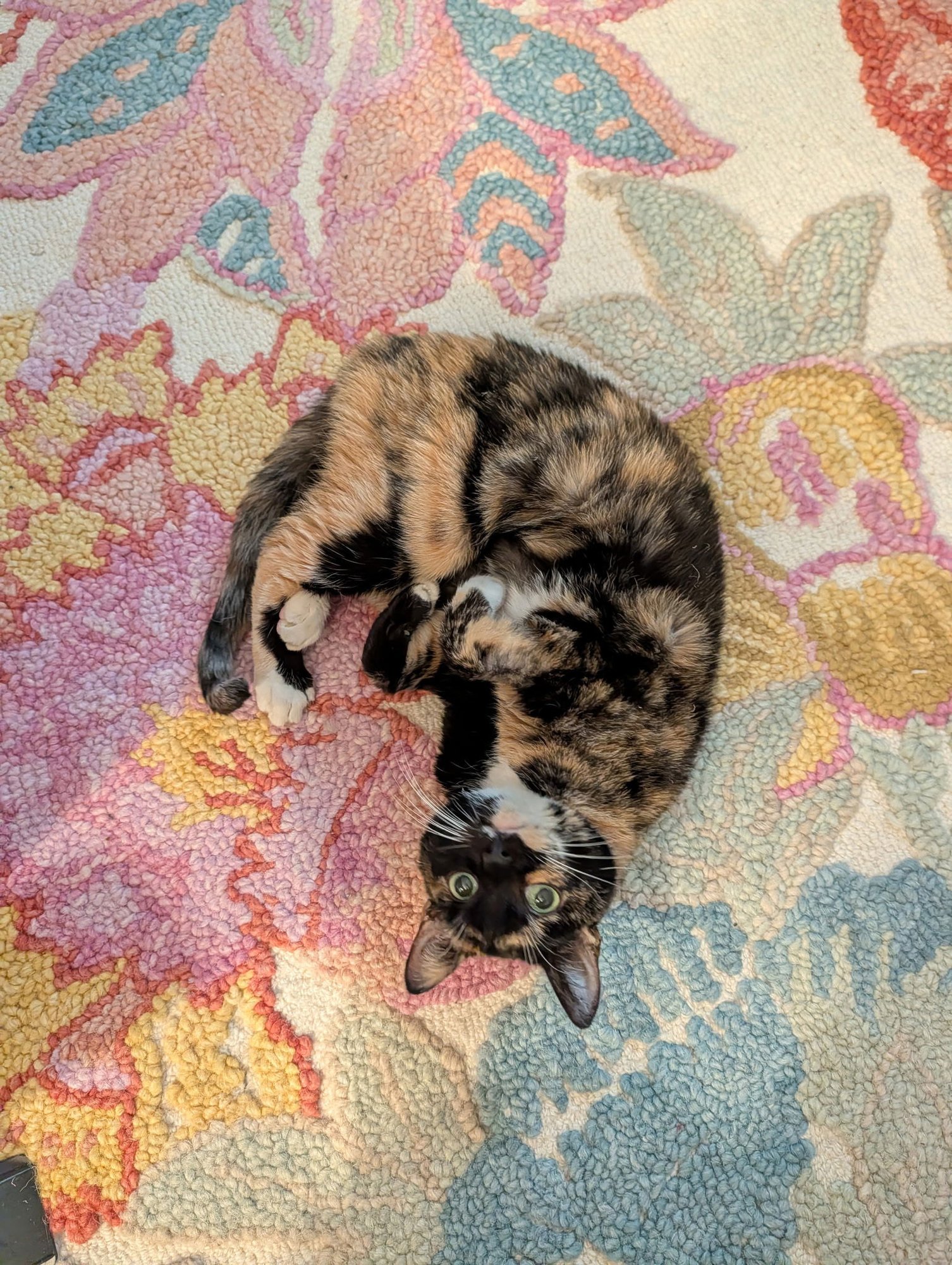 ANNIE - Calico available for adoption