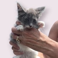 JUNIE - Photo 1