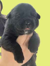 MOMMA IRIS' LITTER: ABIGAIL - Photo 1