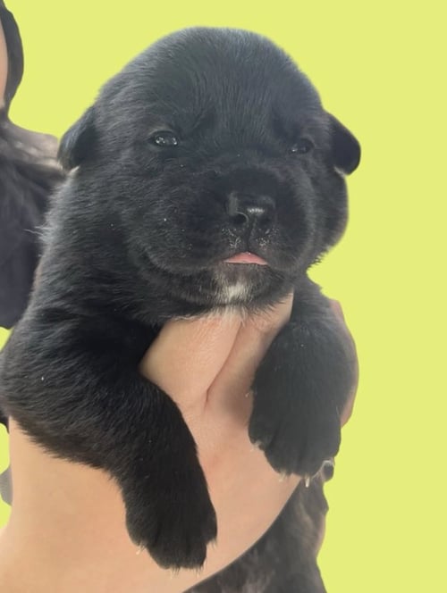 MOMMA IRIS' LITTER: ABIGAIL - Labrador Retriever / Shepherd available for adoption