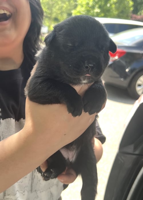 MOMMA IRIS' LITTER: ABIGAIL - Labrador Retriever / Shepherd available for adoption
