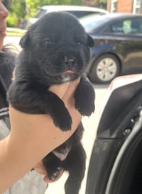 MOMMA IRIS' LITTER: ABIGAIL - Photo 3