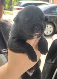 MOMMA IRIS' LITTER: ABIGAIL - Photo 4
