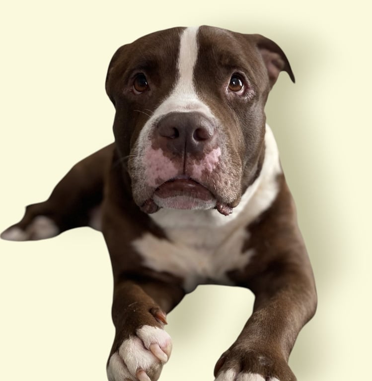 DOUG Image