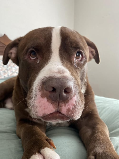 DOUG - Pit Bull Terrier available for adoption