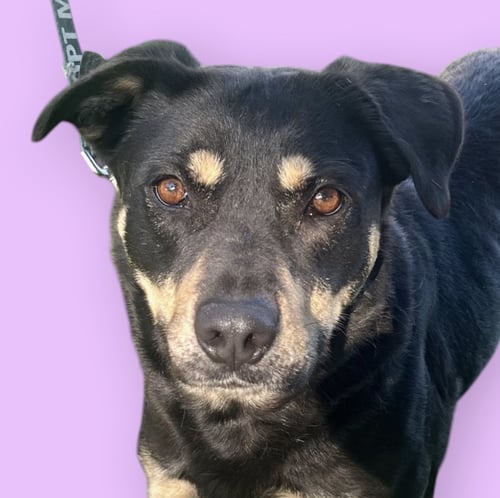 JENNY - Shepherd available for adoption