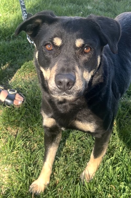 JENNY - Shepherd available for adoption