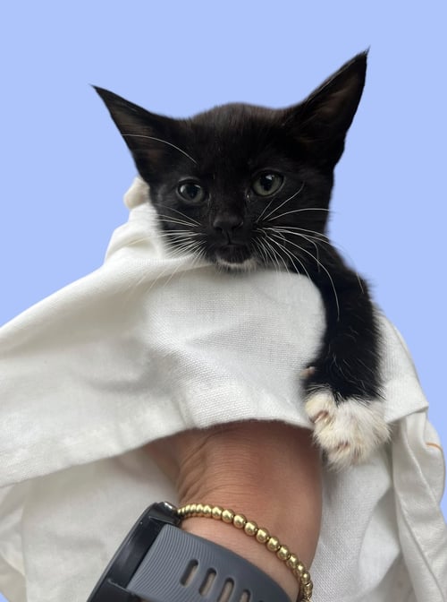 STORMY - Domestic Short Hair available for adoption