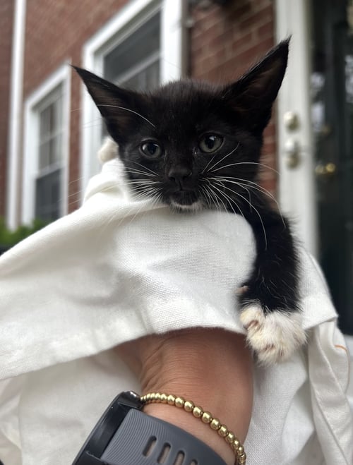 STORMY - Domestic Short Hair available for adoption