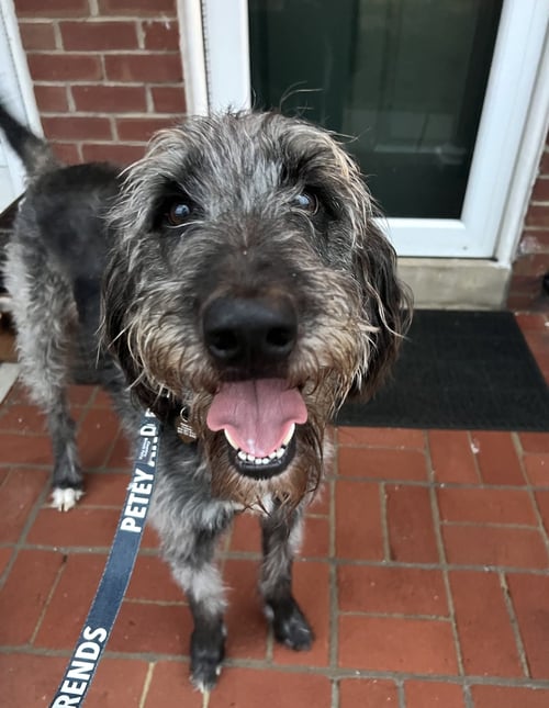 BEAR - Irish Wolfhound / Schnauzer available for adoption