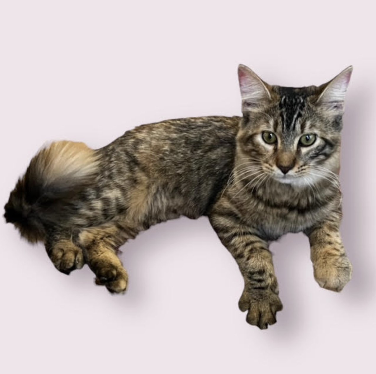 NANA - Domestic Medium Hair available for adoption