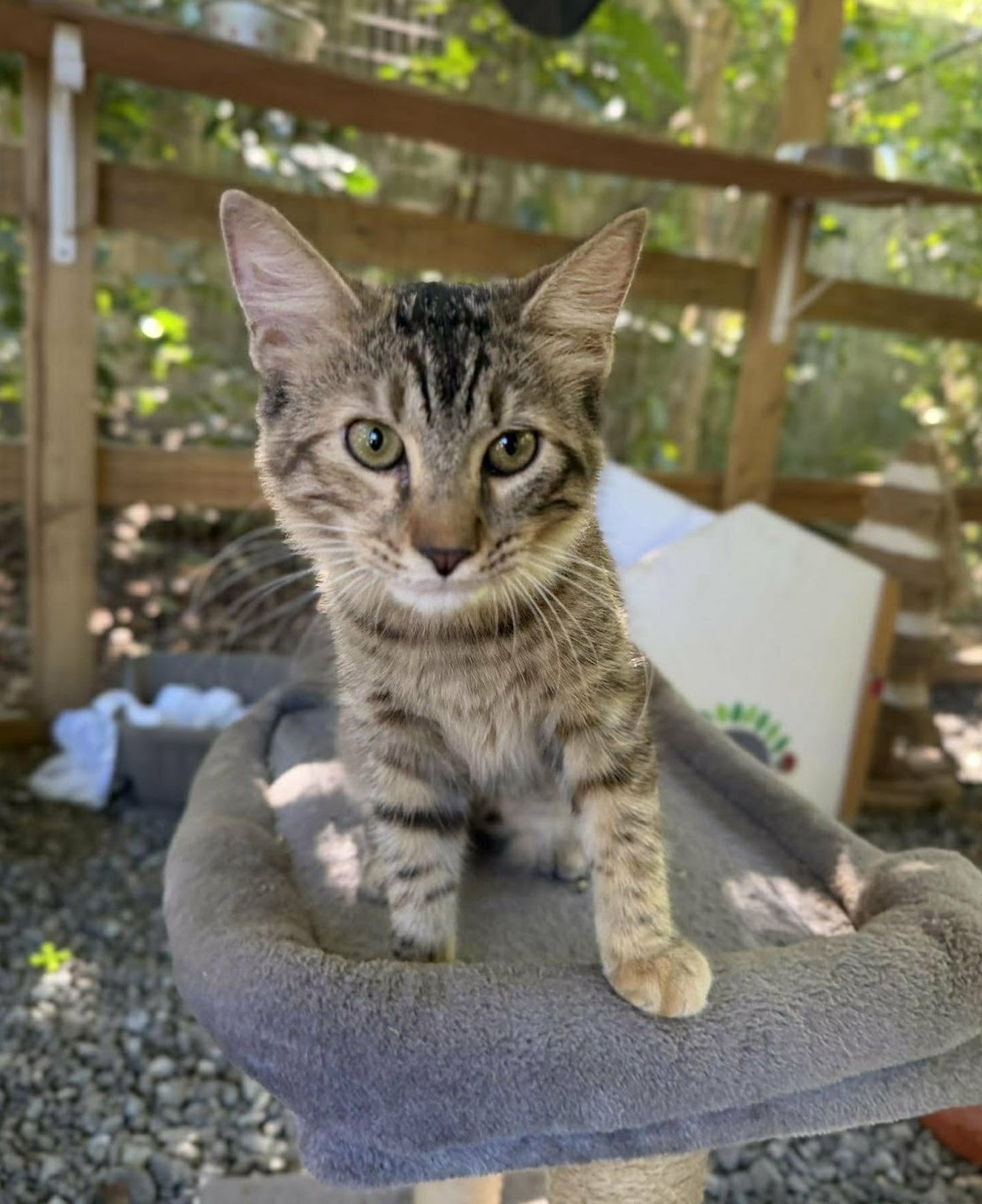 NANA - Domestic Medium Hair available for adoption