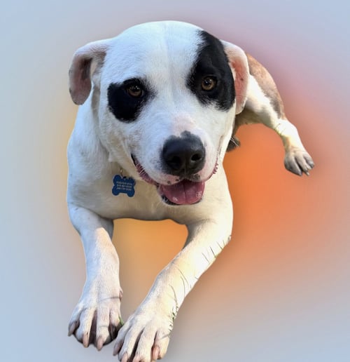 MARISELLE - Pointer available for adoption