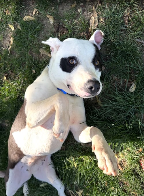 MARISELLE - Pointer available for adoption