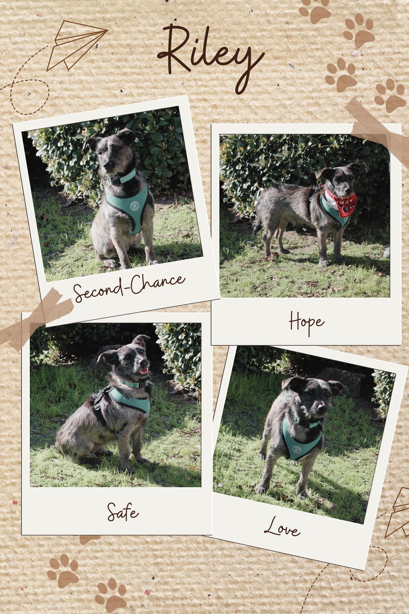 RILEY - Terrier available for adoption