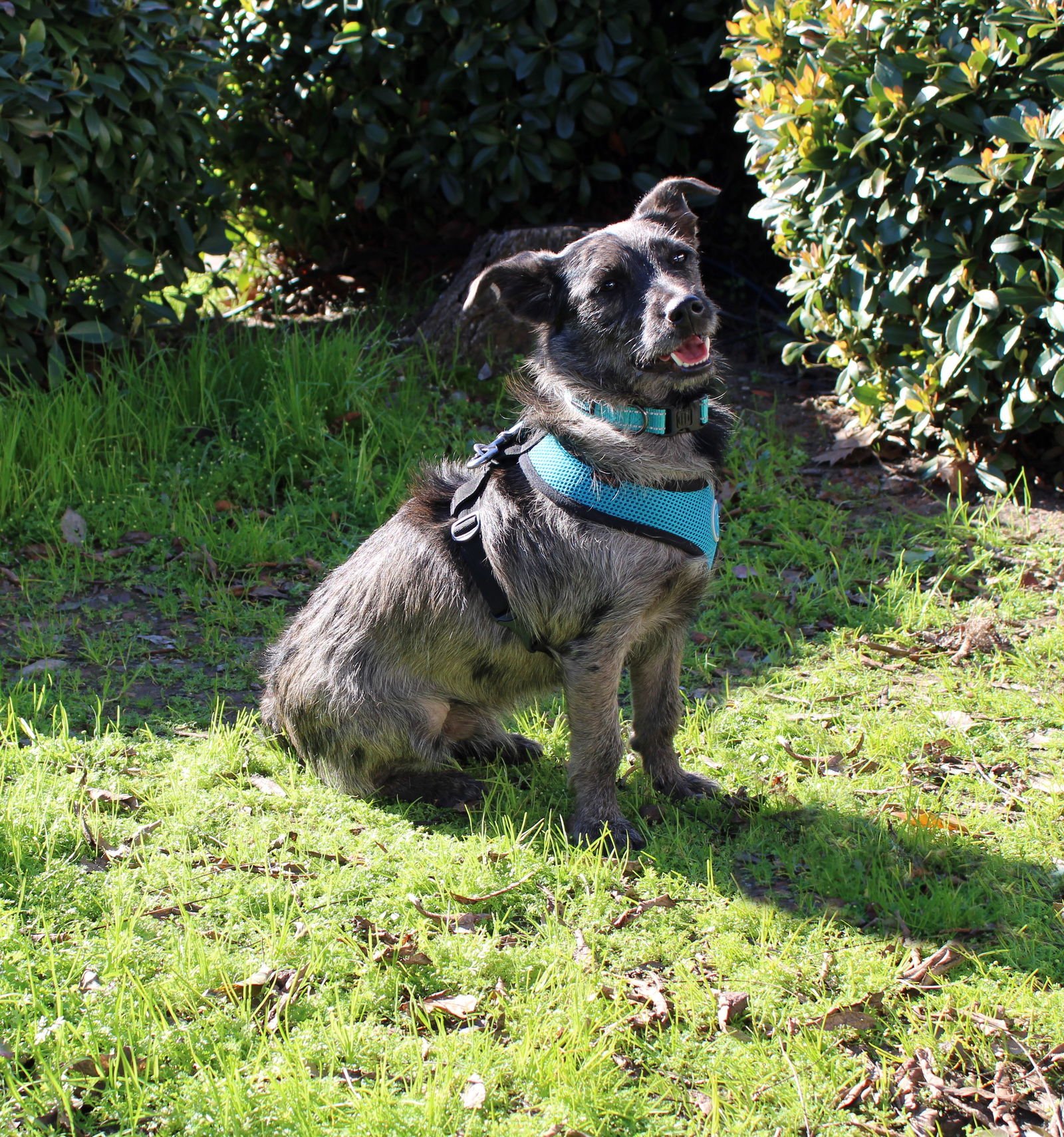 RILEY - Terrier available for adoption