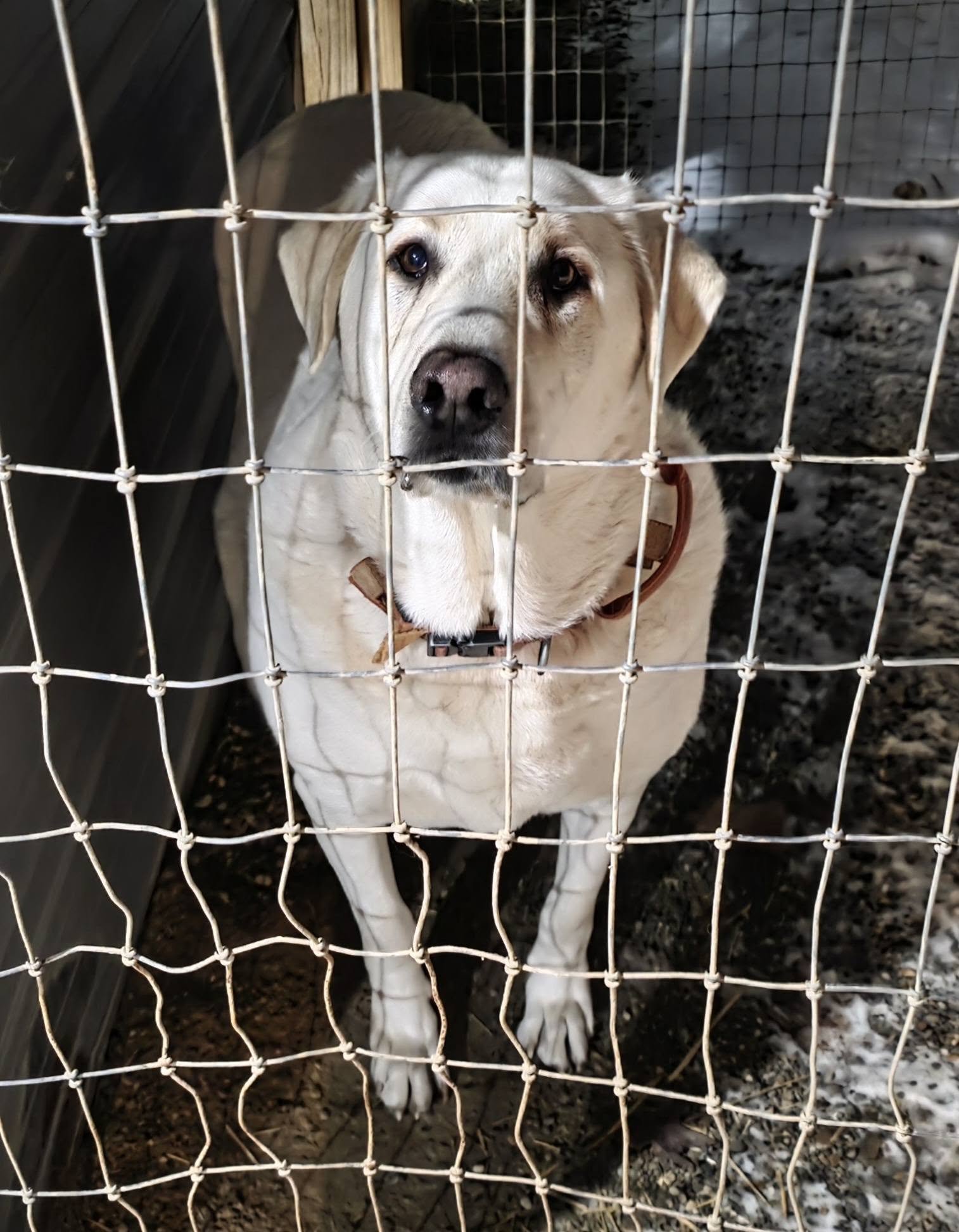 BABU - Akbash available for adoption