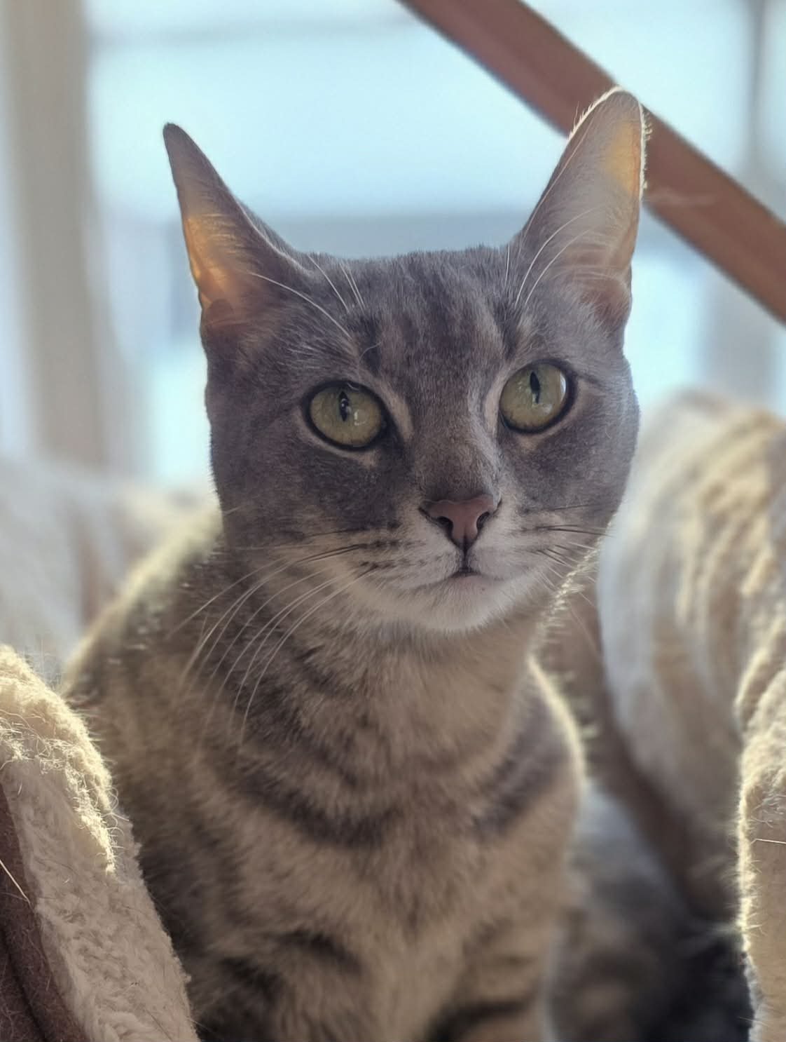 PEANUT - Domestic Short Hair available for adoption