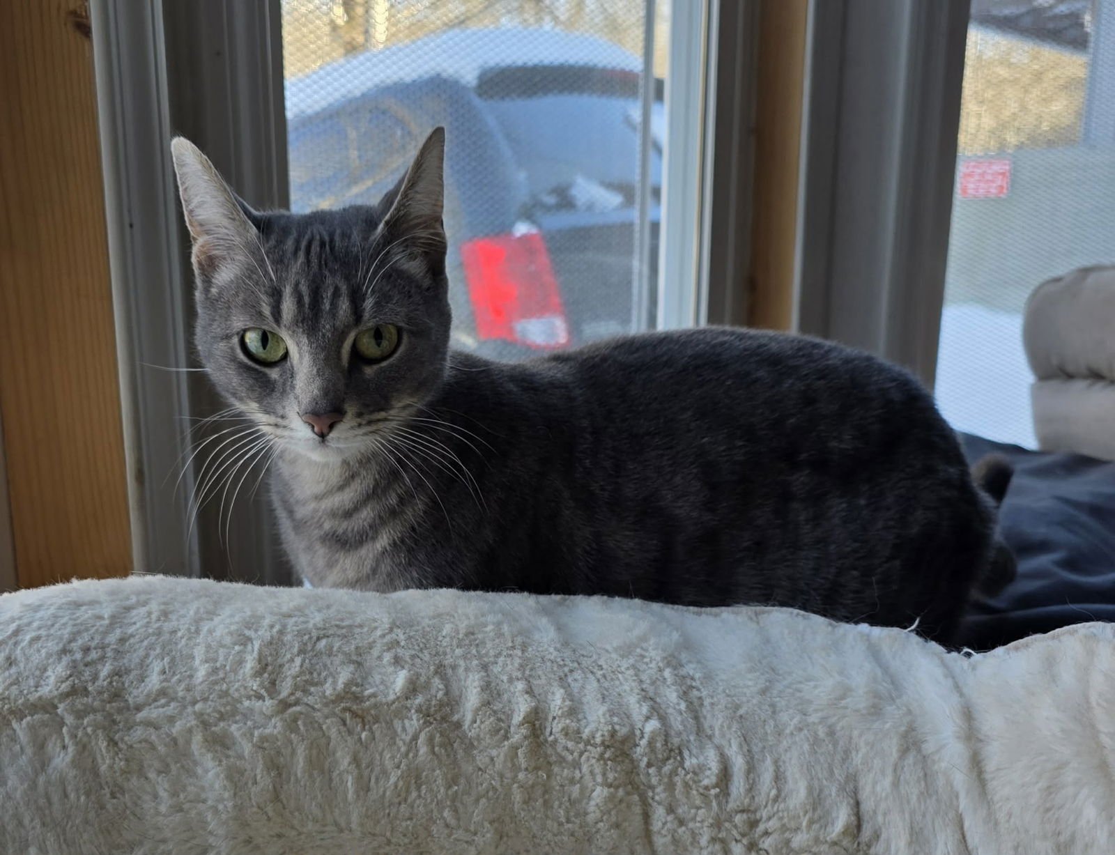 PEANUT - Domestic Short Hair available for adoption