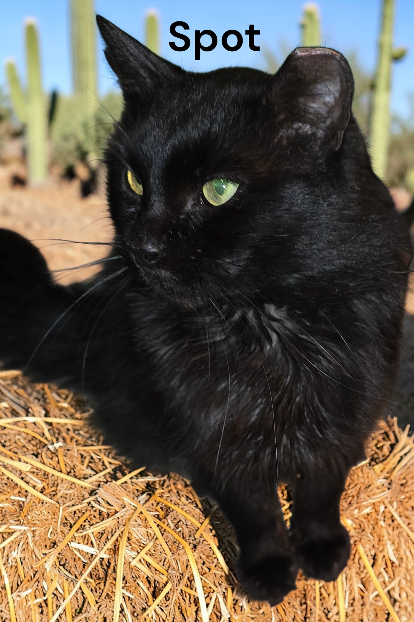 SPOT - Domestic Medium Hair available for adoption