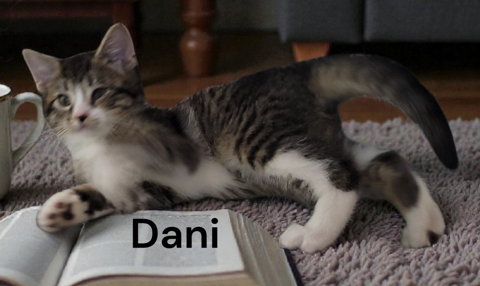 DANI - Tabby available for adoption