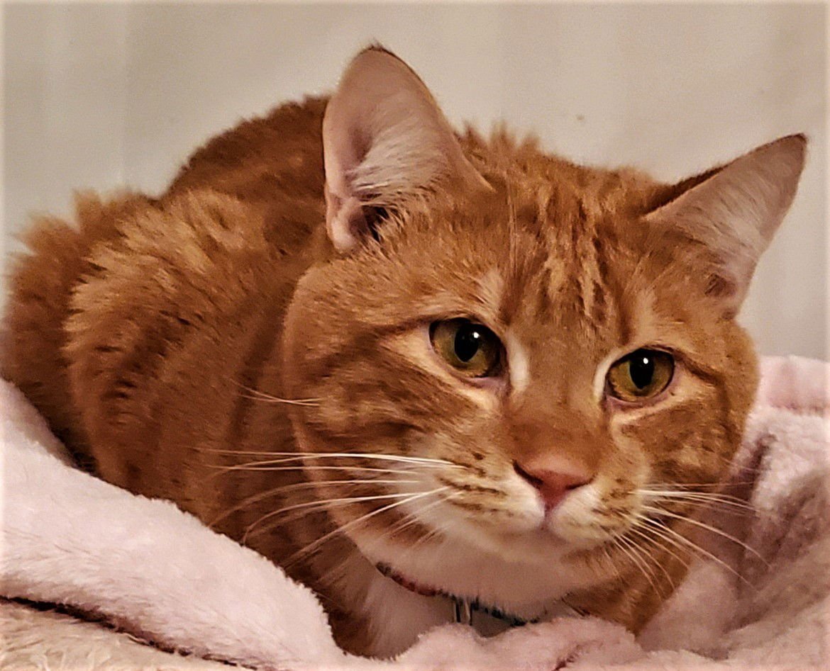 OLIVER/VANCE - Tabby available for adoption