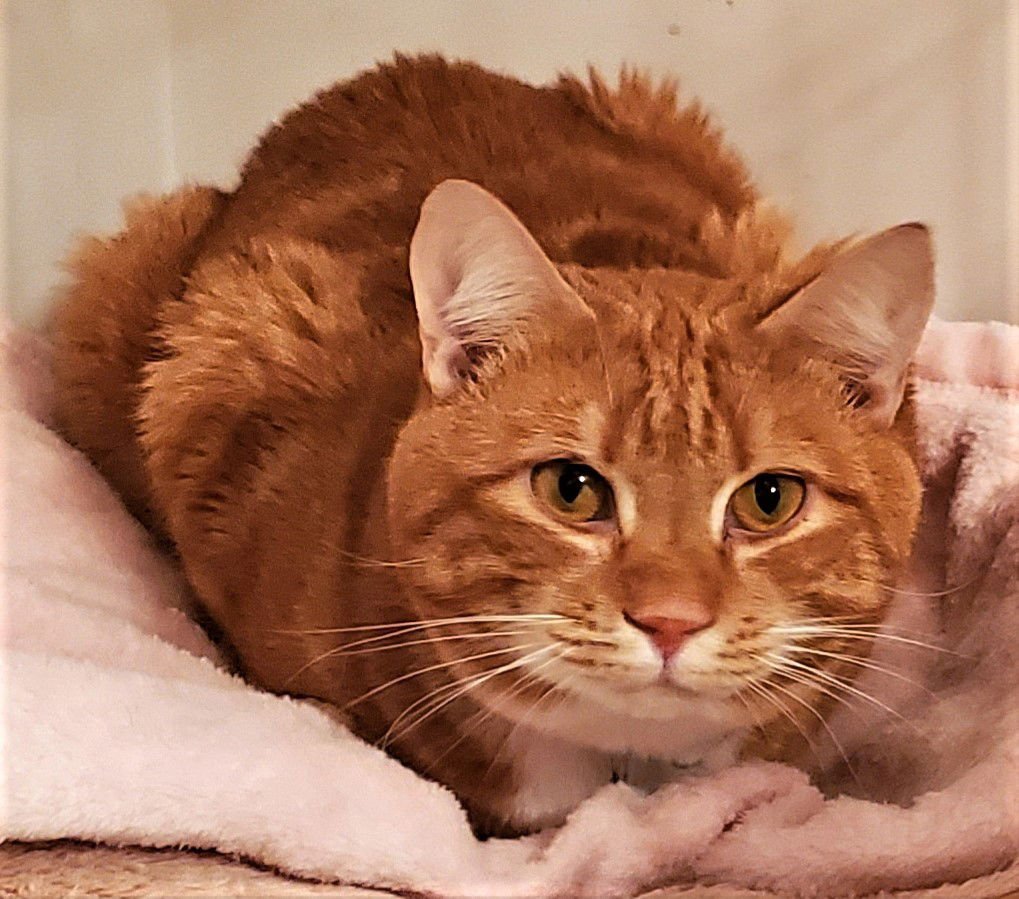 OLIVER/VANCE - Tabby available for adoption