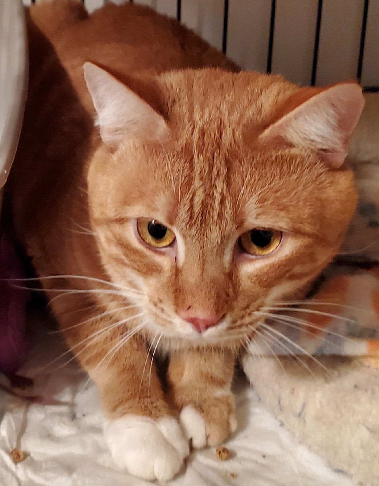 Oliver/Vance - Photo 4