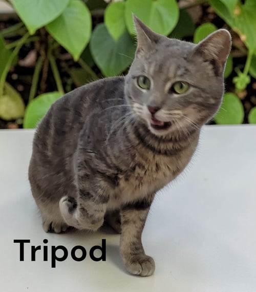 TRIPOD - Tabby available for adoption