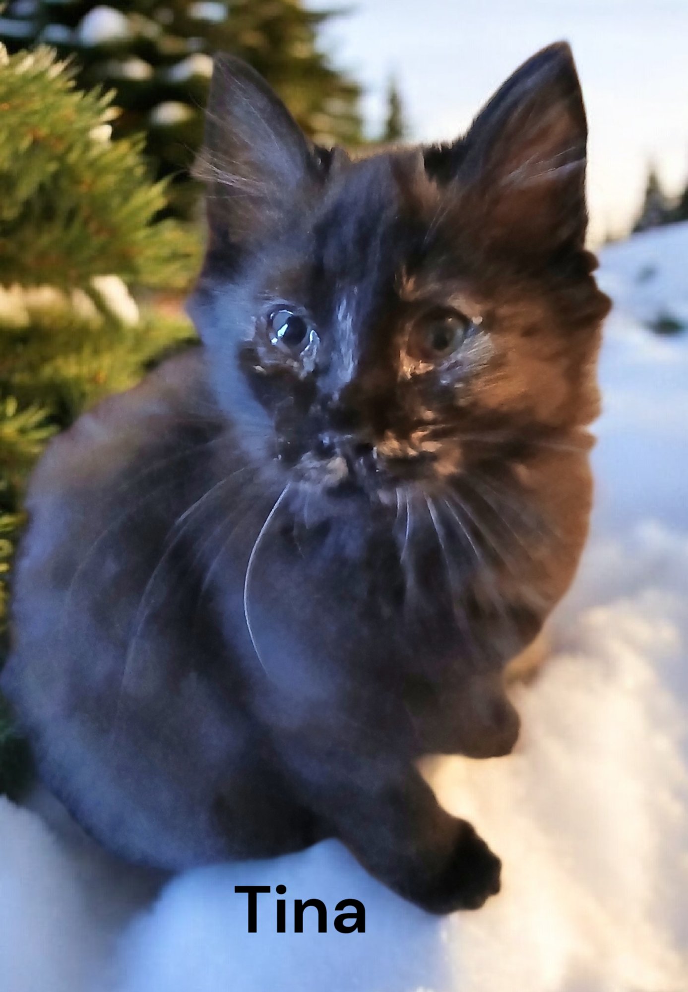 TINA - Domestic Medium Hair available for adoption