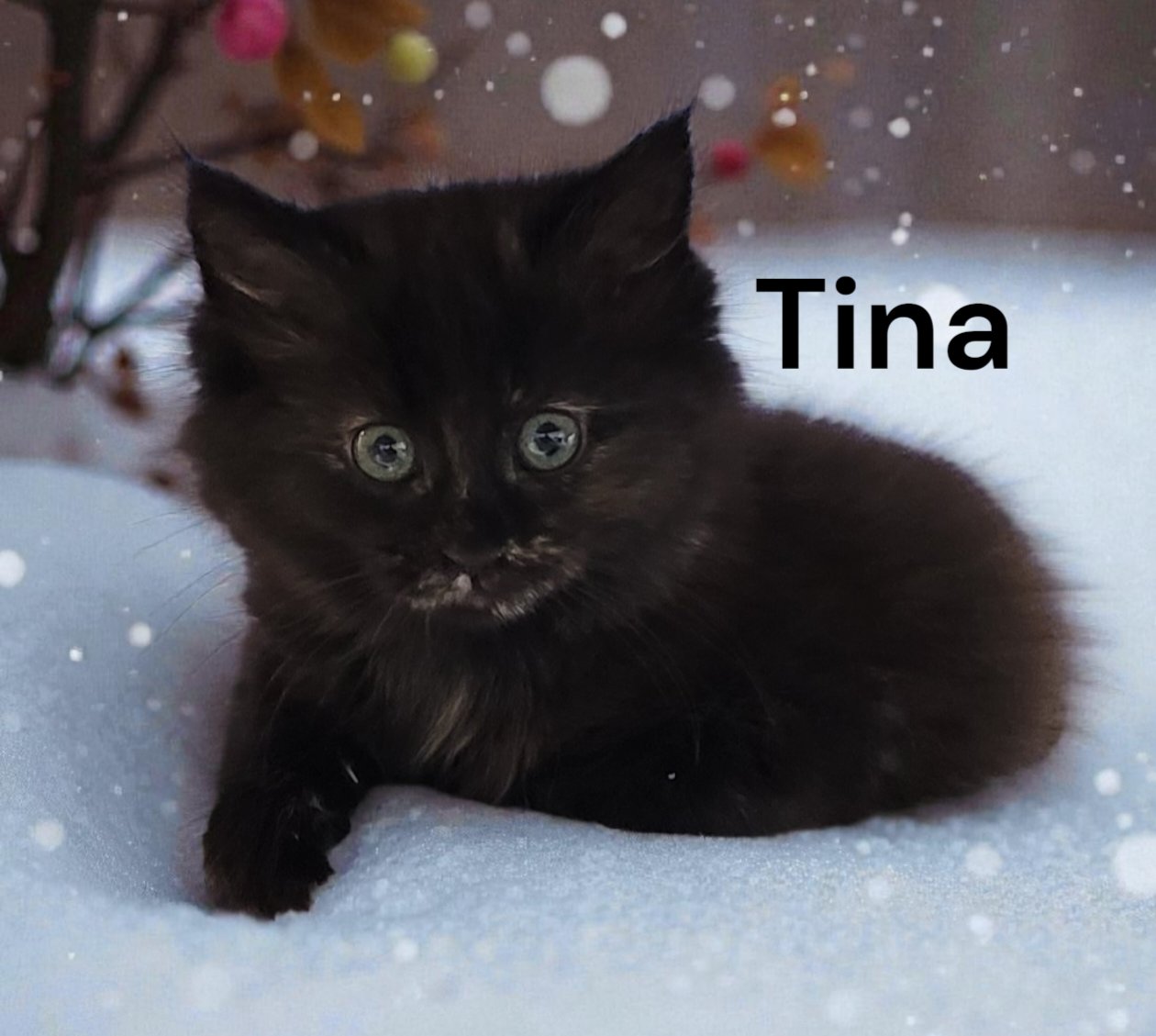 TINA - Domestic Medium Hair available for adoption