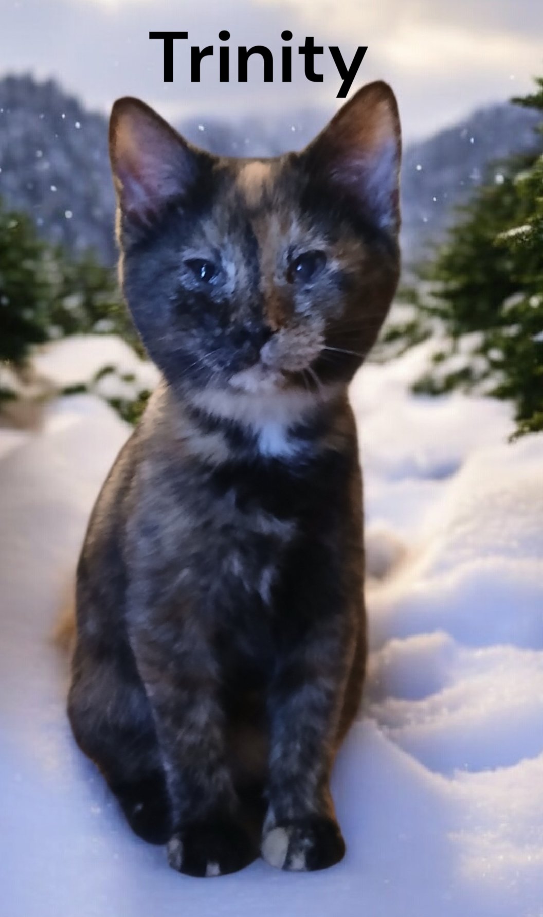 TRINITY - Tortoiseshell available for adoption
