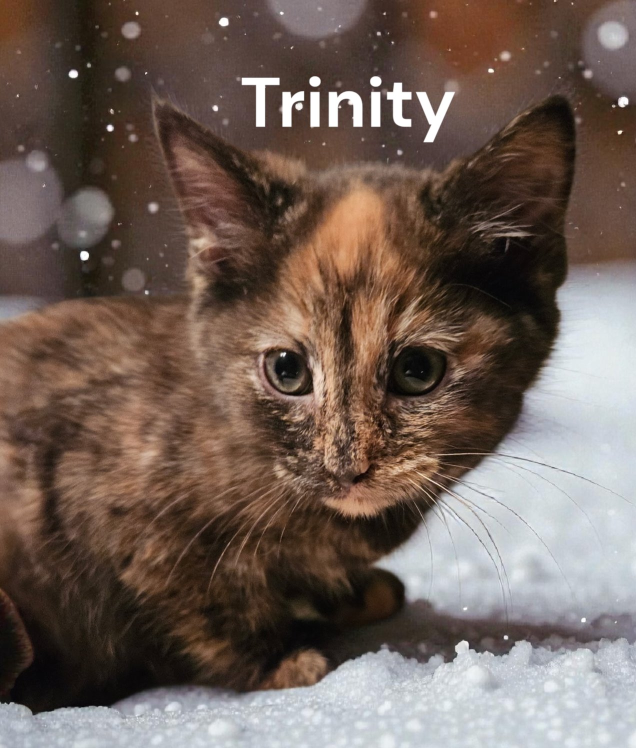 TRINITY - Tortoiseshell available for adoption