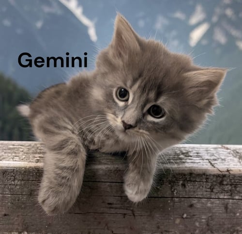 GEMINI - Domestic Medium Hair available for adoption