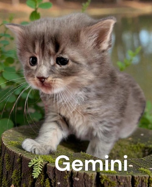GEMINI - Domestic Medium Hair available for adoption