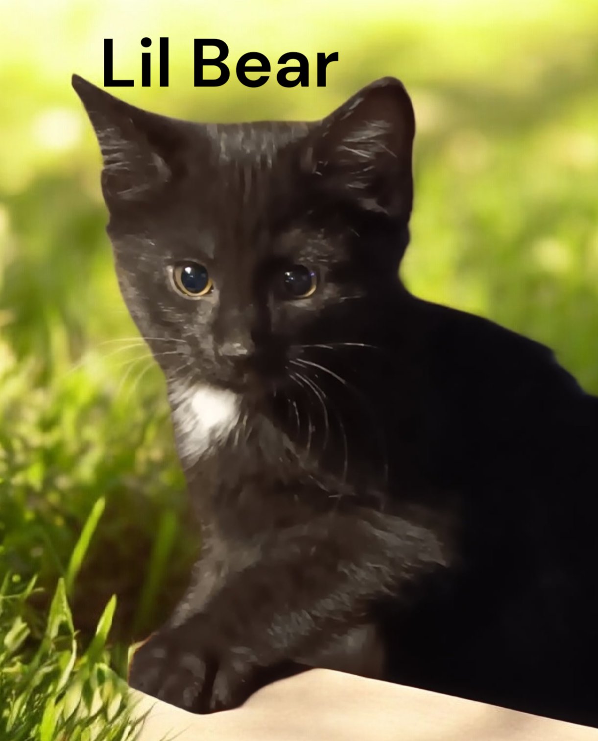 LIL BEAR - Domestic Short Hair available for adoption
