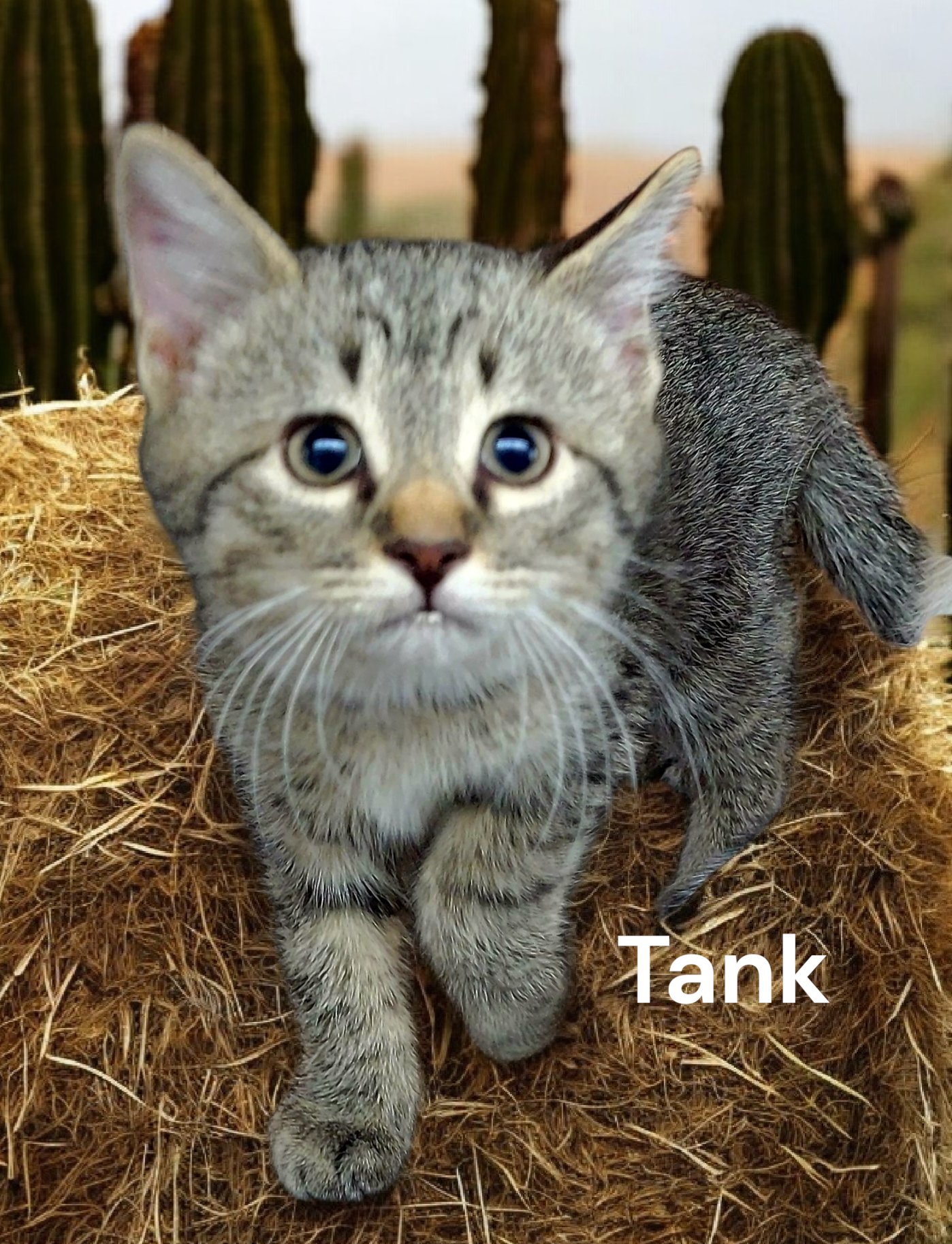 TANK - Tabby available for adoption