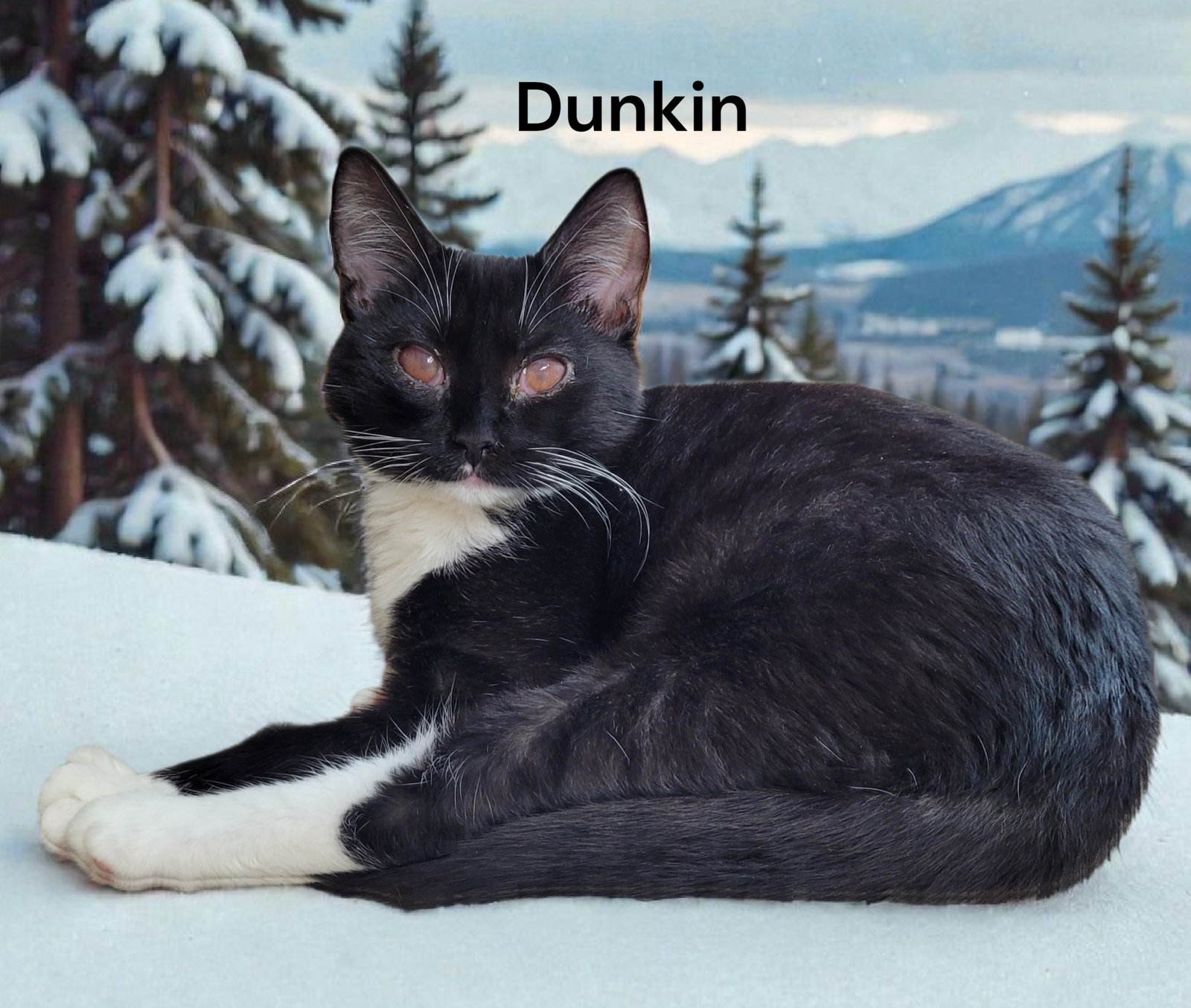 DUNKIN - Domestic Short Hair available for adoption