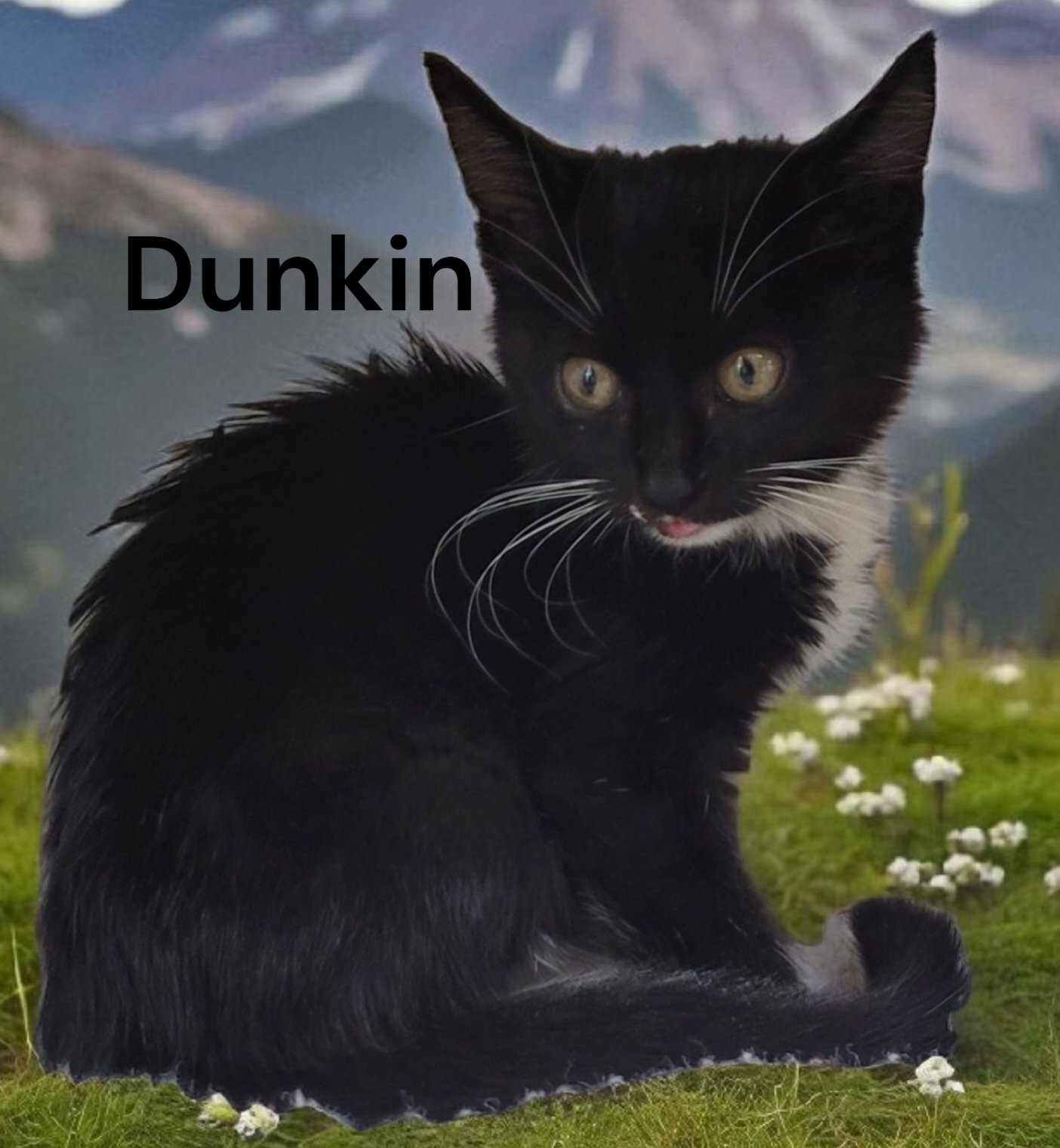 DUNKIN - Domestic Short Hair available for adoption