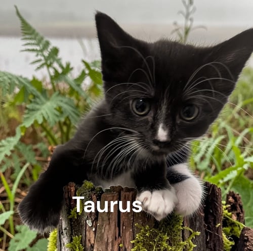 TAURUS - Tuxedo available for adoption