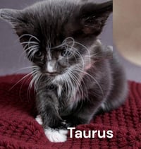 Taurus - Photo 2